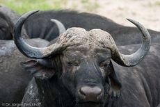 Afrikanischer Büffel (69 von 102).jpg